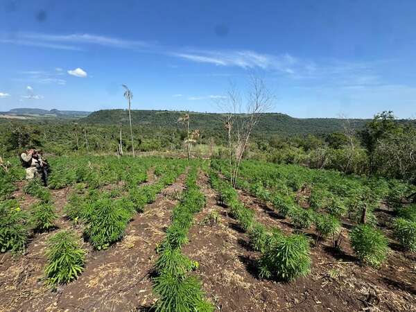 Parque Nacional de Caazapá: sacan de circulación casi 40 toneladas de marihuana - Nacionales - ABC Color