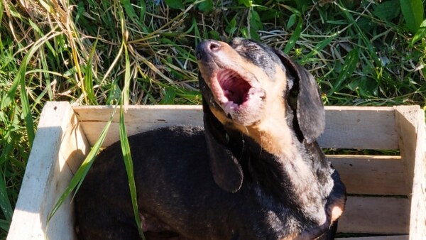 ¡Aullaba de dolor! Abandonan a "abuelito salchicha" dentro de una caja en Ñemby