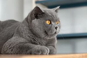 Las siete razas de gatos con la personalidad más fuerte (y cómo ganarte su respeto) - Mascotas - ABC Color