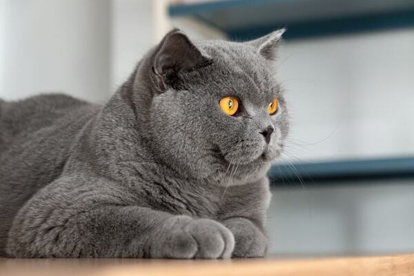 Las siete razas de gatos con la personalidad más fuerte (y cómo ganarte su respeto) - Mascotas - ABC Color