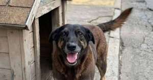 La Nación / Indigna en Brasil el crimen del perro “Orelha” a manos de cuatro adolescentes