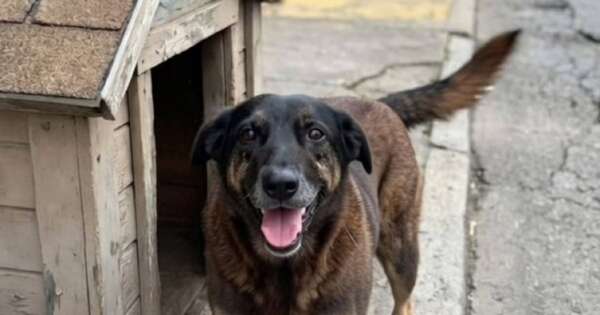 La Nación / Indigna en Brasil el crimen del perro “Orelha” a manos de cuatro adolescentes