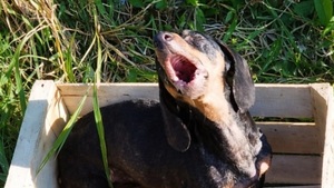 Rescatan a perro salchicha abandonado en una caja en Ñemby