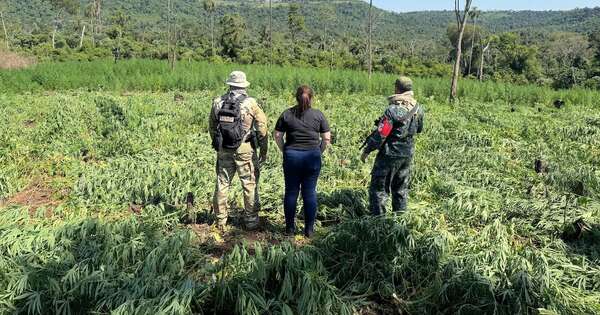 Diario HOY | Senad elimina 39 toneladas de marihuana en Parque Nacional Caazapá