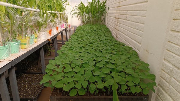 Productores agrícolas en alerta preventiva ante amenaza de la roya asiática de la soja