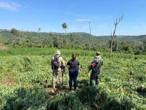 Operativo conjunto saca de circulación 39 toneladas de marihuana en Caazapá
