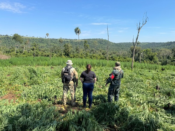 Operativo conjunto saca de circulación 39 toneladas de marihuana en Caazapá