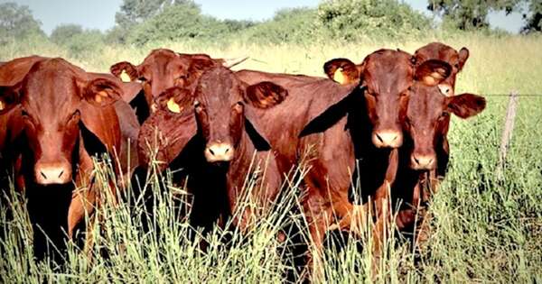 La Nación / Senacsa recomienda preparación previa para optimizar identificación animal con dispositivos SIAP