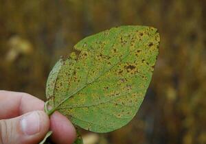 SENAVE emite recomendaciones ante amenaza de la roya de la soja