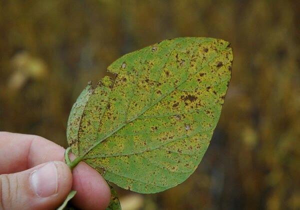 SENAVE emite recomendaciones ante amenaza de la roya de la soja