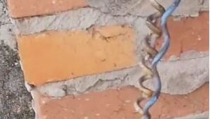 ¡El colmo! Adictos robaron todo el cableado de una casa y dejaron “regalitos”