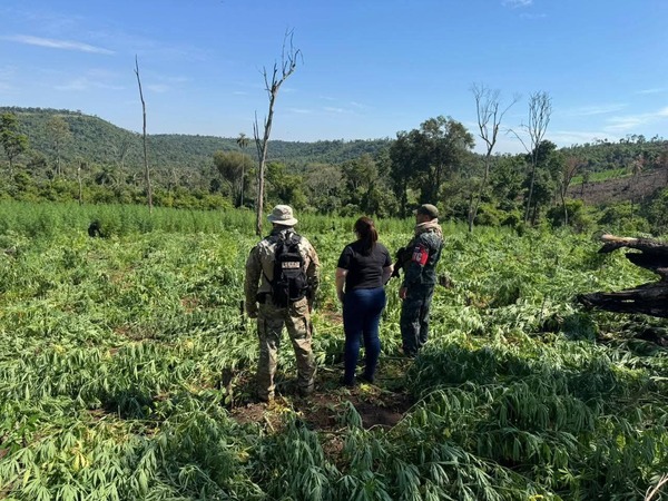 Senad elimina 39 toneladas de marihuana en Parque Nacional Caazapá