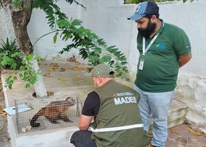 MADES capturó a mono tras ataque a un niño en Loma Pytã - ADN Digital