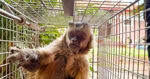 La Nación / Capturan a monito que agredió a varios vecinos de Loma Pytã