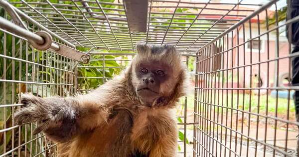 La Nación / Capturan a monito que agredió a varios vecinos de Loma Pytã