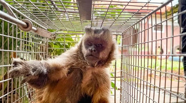 Capturan al mono capuchino que causaba zozobra en Loma Pytã
