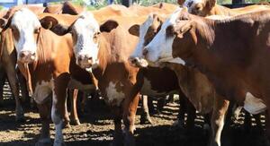 Turquía inició auditoría para habilitar exportación de carne bovina y ganado en pie desde Paraguay