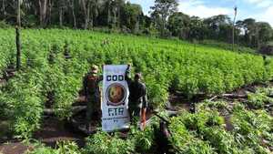 50 hectáreas de marihuana destruidas en Pedro Juan Caballero