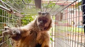 Atraparon al mono que tenía en zozobra a Loma Pytã