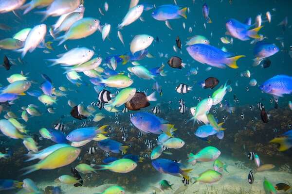 Contaminación por microplásticos: el 75% de los peces en Fiyi afectados - Ciencia - ABC Color