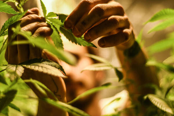 Brasil legaliza el cultivo de marihuana medicinal y facilita acceso a tratamientos - ADN Digital