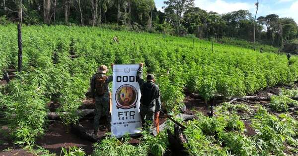 La Nación / PJC: fuerzas de la “Operación Escudo Guaraní” destruyen 186 toneladas de marihuana