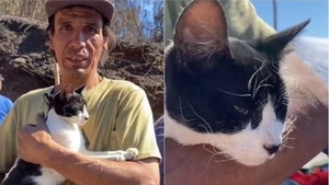Julio, el gato héroe que salvó a su dueño en medio del incendio en Chile