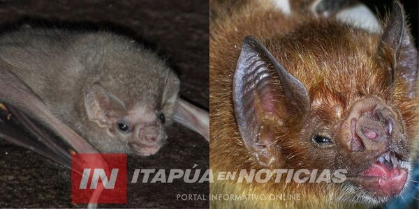 PROTOCOLO SANITARIO TRAS ATAQUE DE MURCIÉLAGO A UNA NIÑA Y SU ABUELA