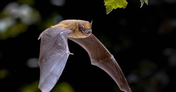 La Nación / Explican protocolo ante agresión de murciélago en Itapúa