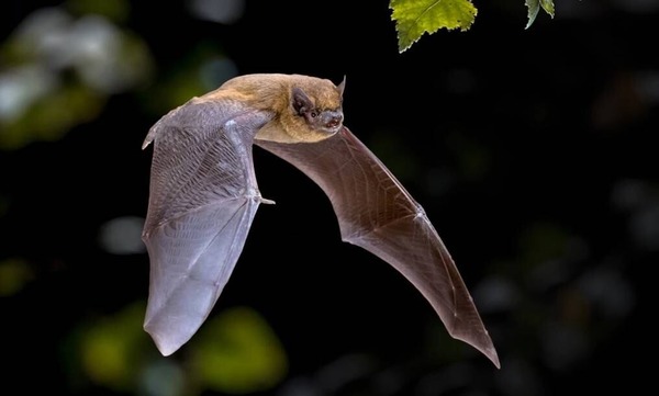 Popular / Víctimas de ataque de murciélago en Trinidad reciben atención rápida y segura