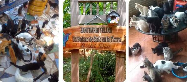 Ley de animalitos: "Conseguimos una victoria espectacular"