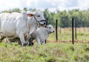Invertir en vientres propone Bancop al sector ganadero - Empresariales - ABC Color