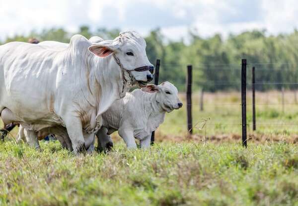Invertir en vientres propone Bancop al sector ganadero - Empresariales - ABC Color