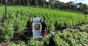 La Nación / Destruyen 186 t de marihuana en PJC