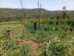 Destruyen 39 toneladas de marihuana en Parque Caazapá