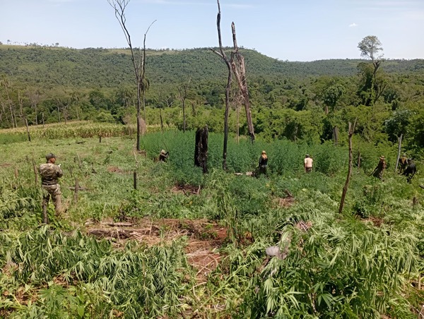 Destruyen 39 toneladas de marihuana en Parque Caazapá