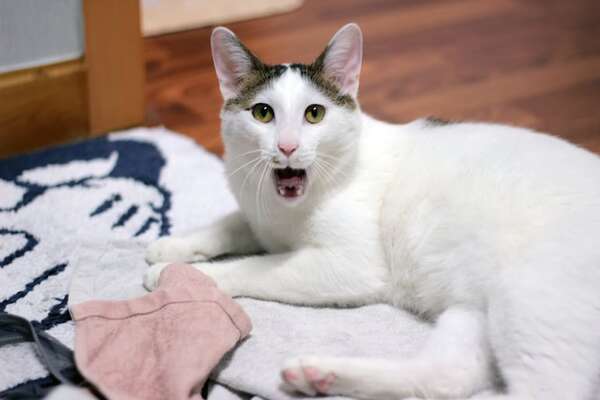 El gato de la buena suerte: por qué en Japón el Japanese Bobtail es considerado un amuleto viviente - Mascotas - ABC Color