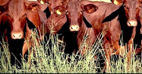 La Nación / Sistema de control del ganado