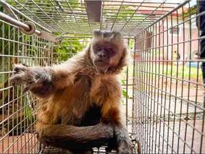Popular / Capturaron a ka'i suelto en Loma Pytã que atacó a tres personas 