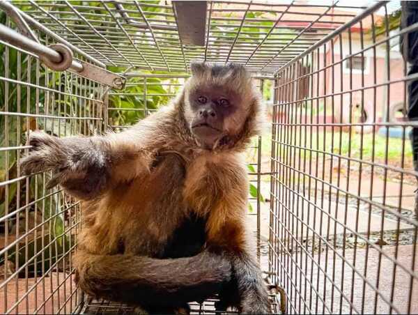 Popular / Capturaron a ka'i suelto en Loma Pytã que atacó a tres personas 