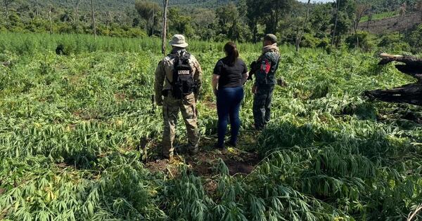 La Nación / Operación Frente Sur II: eliminan 39 toneladas de droga