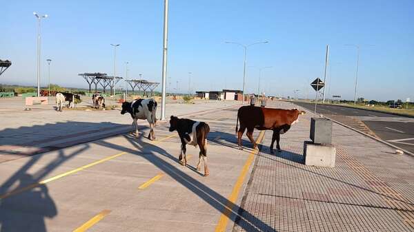 Pese a prohibición, vacas recorren la Costanera de Asunción  - Nacionales - ABC Color