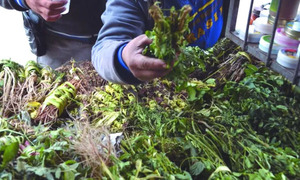 Fiscalía imputa y solicita prisión preventiva a yuyero que habría manoseado a una menor en Ñemby - OviedoPress