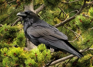 El cuervo que quería ser cisne