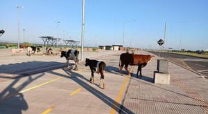 Vacas sueltas en la Costanera: otra mañana insólita en Asunción