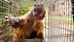 Mades captura al mono capuchino que causaba terror en Loma Pytã y atacó a un niño de 3 años