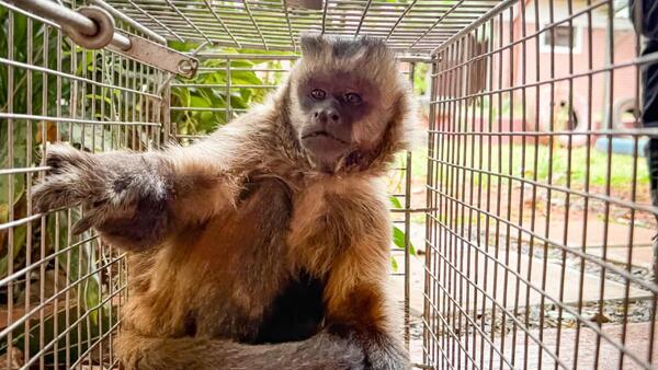 Mades captura al mono capuchino que causaba terror en Loma Pytã y atacó a un niño de 3 años