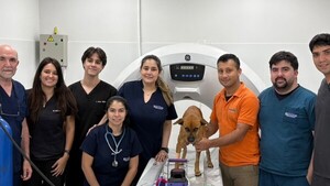 Canela será la primera perrita con prótesis mandibular en Paraguay