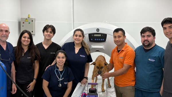 Canela será la primera perrita con prótesis mandibular en Paraguay