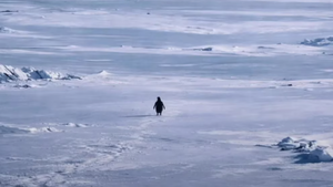 La historia del pingüino que se volvió viral casi 20 años después